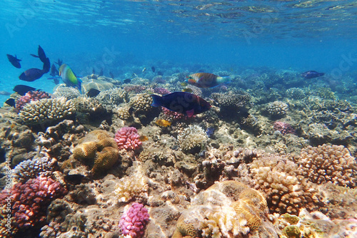 coral reef from the Red sea