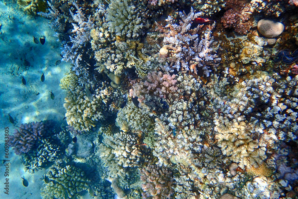 coral reef from the Red sea coral reef from the Red sea