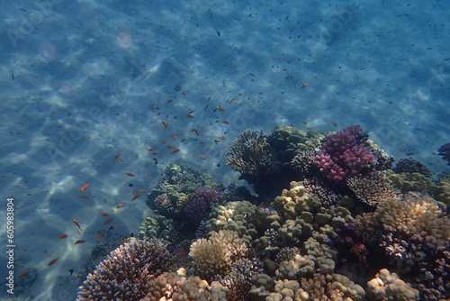 Fototapeta Naklejka Na Ścianę i Meble -  coral reef from the Red sea