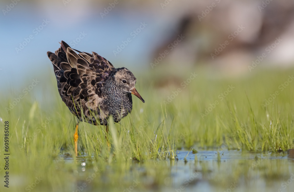 Ruff - male bird at a wetland on the mating season in spring Ruff - male bird at a wetland on the mating season in spring