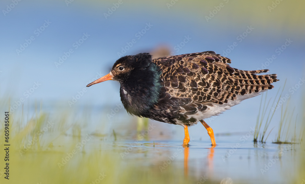 Ruff - male bird at a wetland on the mating season in spring Ruff - male bird at a wetland on the mating season in spring