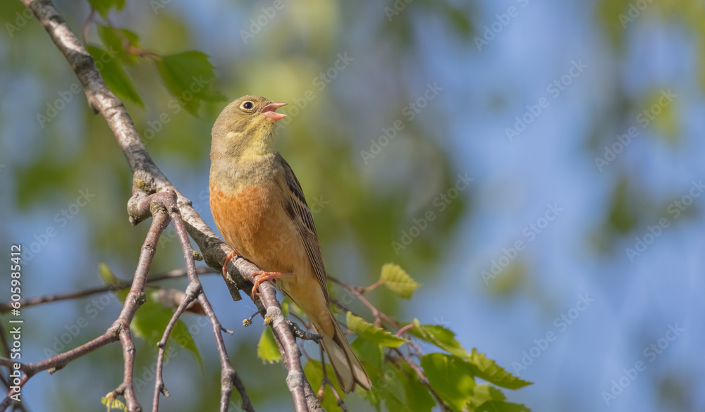 Ortolan bunting - male bird in spring Ortolan bunting - male bird in spring