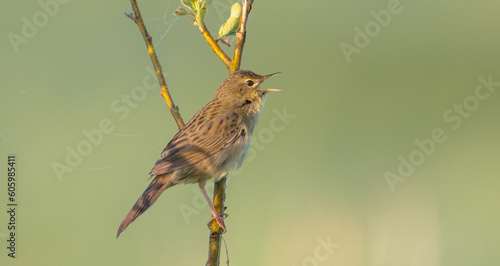 Common grasshopper warbler - at the meadow in spring © Simonas