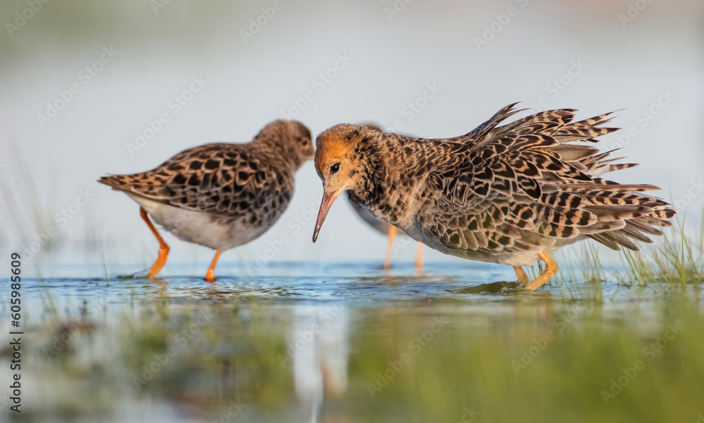 The ruff - pair at wetland on a mating season in spring The ruff - pair at wetland on a mating season in spring