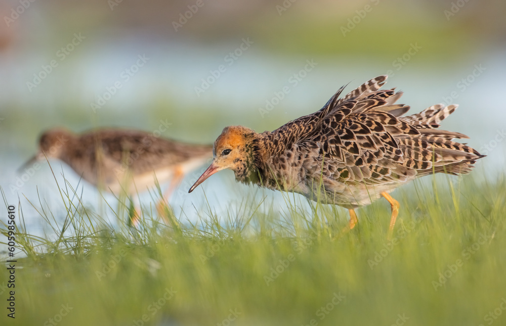 The ruff - pair at wetland on a mating season in spring The ruff - pair at wetland on a mating season in spring