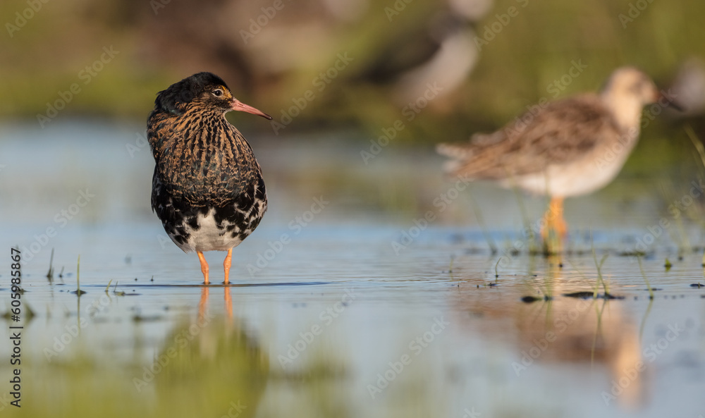 Fototapeta premium Ruff - male bird at a wetland on the mating season in spring