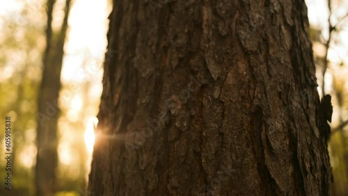Pine tree trunk bark with spruce tree twigs in front of it. Coniferous forest texture background.Nature view of a big pine tree in a forest. Crowns of trees with bright morning sunrays. 