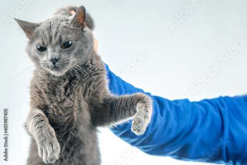Photography man hand holds a gray cat by the scruff of the neck