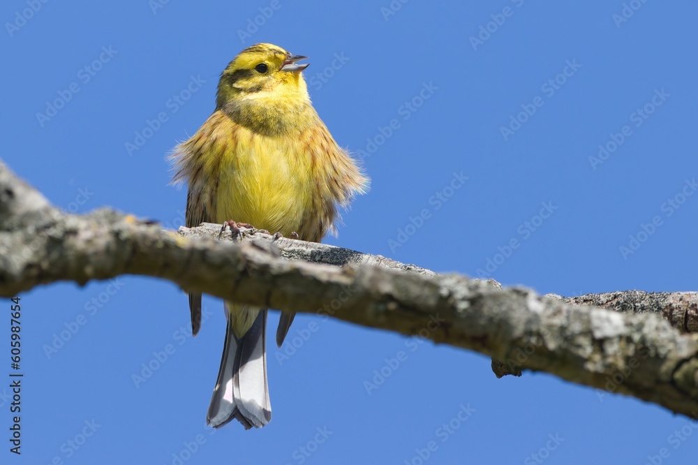 Goldammer sitzend und singend auf einem Ast Goldammer sitzend und singend auf einem Ast