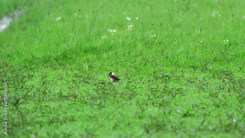 Lapwing vanellus vanellus chicks forage next to water-filled ditch, birdwatching photo
