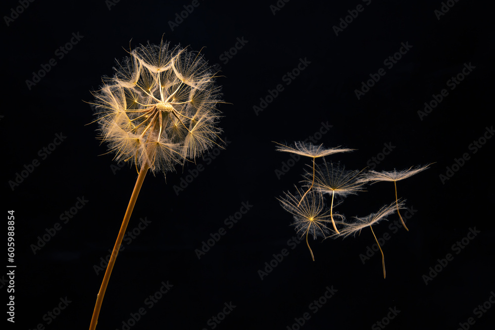 Fototapeta premium dandelion seeds fly from a flower on a dark background. botany and bloom growth propagation
