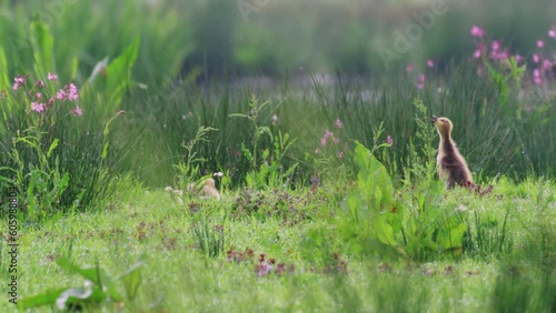 Cute Canadian geese goslings and parents foraging in lush meadow, Dutch outdoors