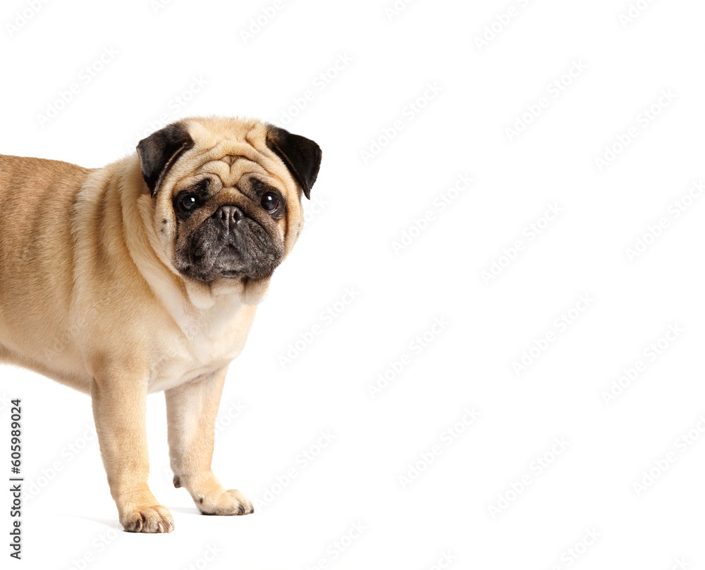 Purebred funny pug on a white background.