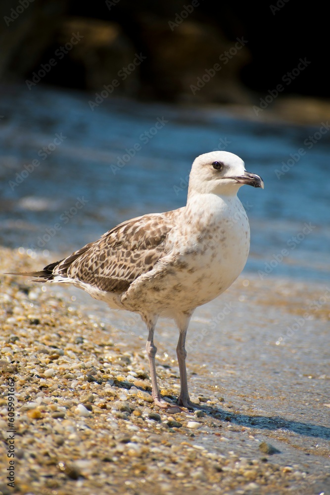 Obraz premium Vertical shot of a Seagull next to the sea at the Greek island