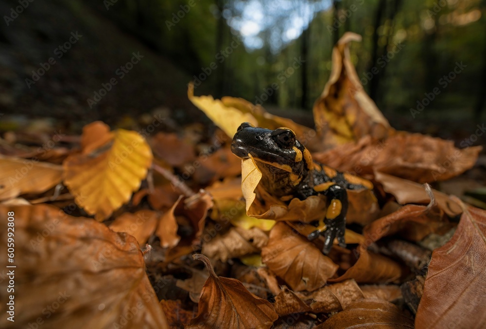 Closeup of fallen autumn leaves