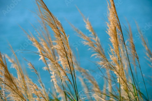 Closeup shot of brown reeds on a bright blue sky background