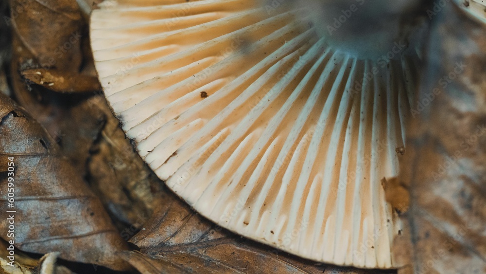 Closeup shot of a mushroom cap grown in a forest Closeup shot of a mushroom cap grown in a forest