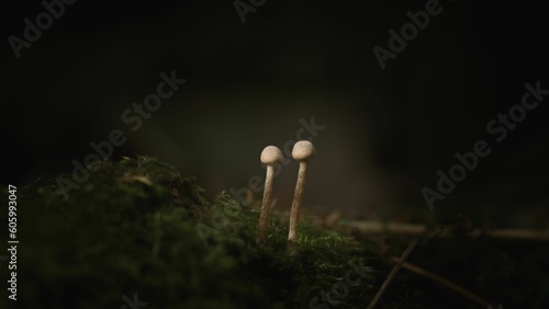 Two small mica cap mushrooms (Coprinellus micaceus) on the dark blurred background photo