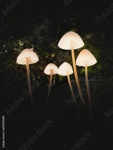 Vertical closeup of Mycena galopus, commonly known as the milking bonnet.
