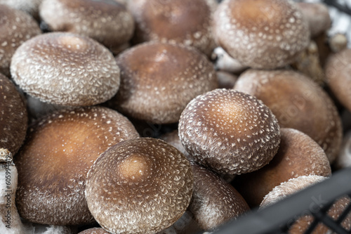 bunch of shiitake mushrooms for sale at the market. Shiitake is an edible mushroom native to East Asia that is cultivated and consumed in many Asian countries