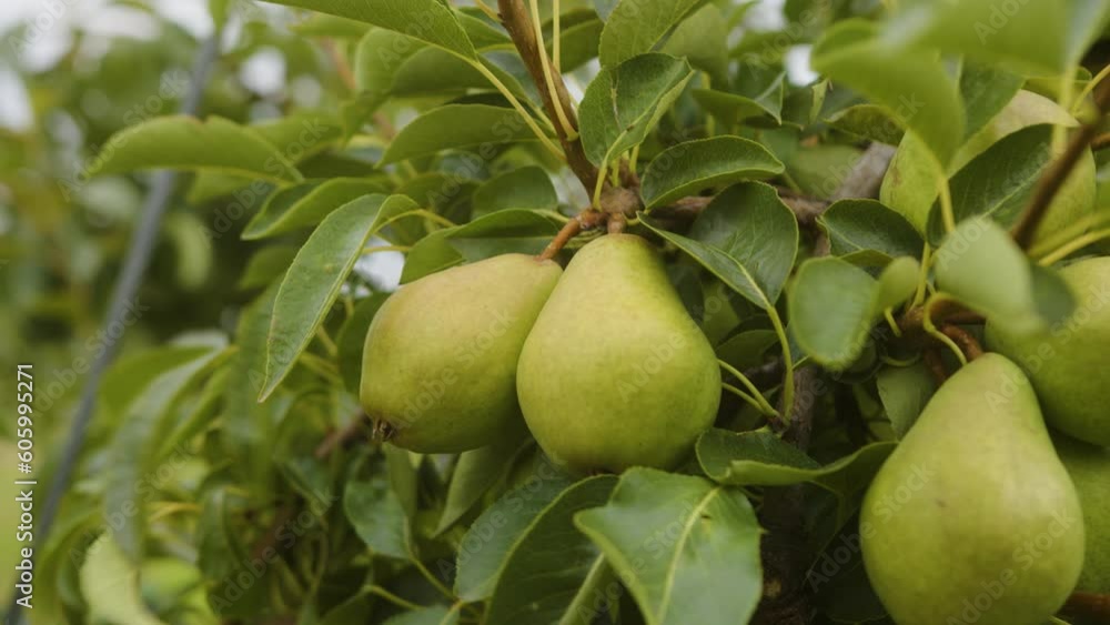 Beautiful shot of fresh green pears inside the plastic box in the garden Beautiful shot of fresh green pears inside the plastic box in the garden
