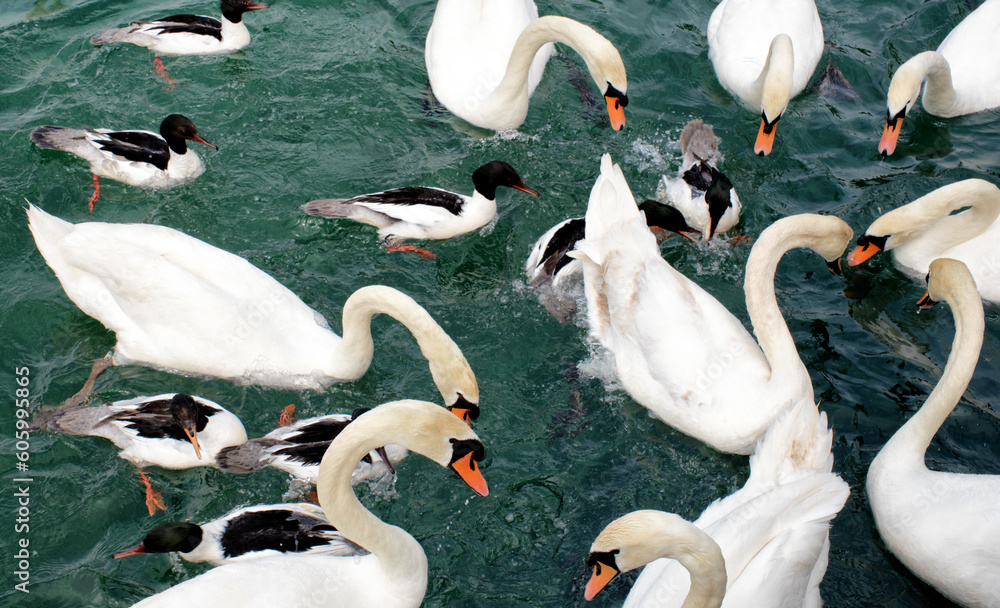 Obraz premium male merganser or goosander (Mergus merganser) and swans fight for food on lake geneva, Switzerland
