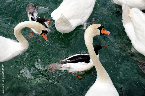 male merganser or goosander (Mergus merganser) and swans fight for food on lake geneva, Switzerland