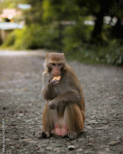 Vertical macro shot of the Indochinese rhesus macaque eating a cracker