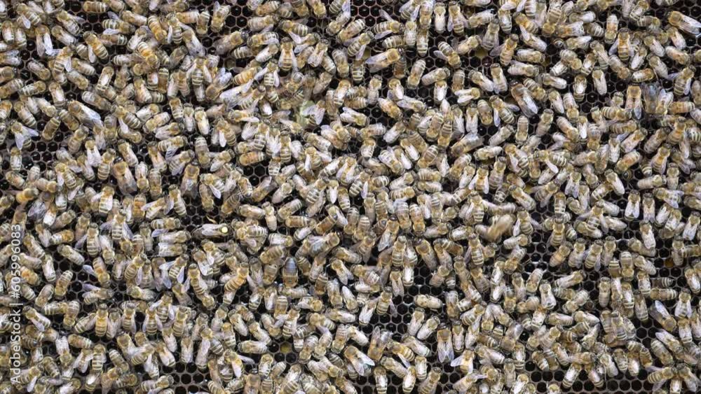 Colony of bees on honeycomb in apiary. Beekeeping in countryside. Many working bees on honeycomb, close up Colony of bees on honeycomb in apiary. Beekeeping in countryside. Many working bees on honeycomb, close up