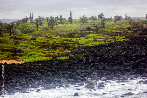 Santa Cruz, Galapagos Islands, coastline black volcanic rock and opuntia (prickly pear) plants photo