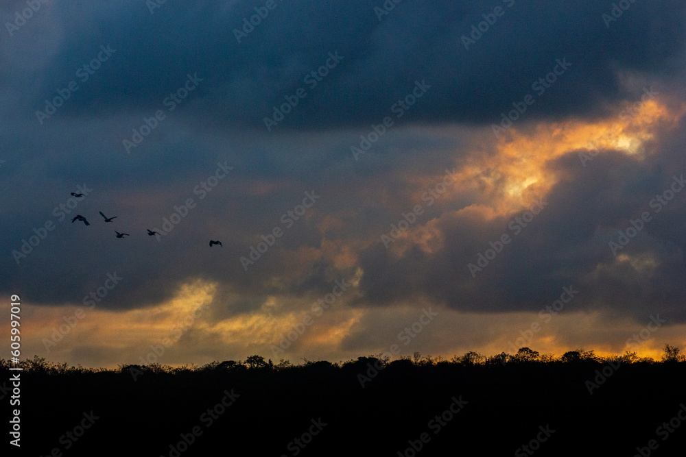birds flying in tropical sunset