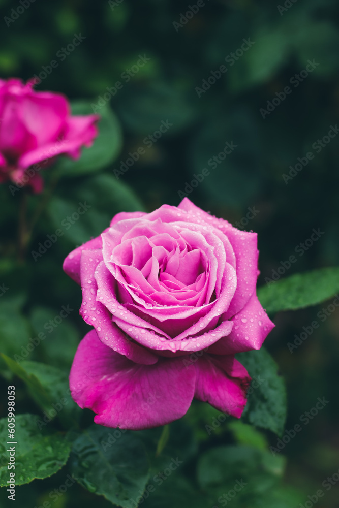 blooming rose close up in summer garden selective focus blooming rose close up in summer garden selective focus