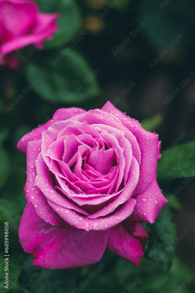blooming rose close up in summer garden selective focus blooming rose close up in summer garden selective focus