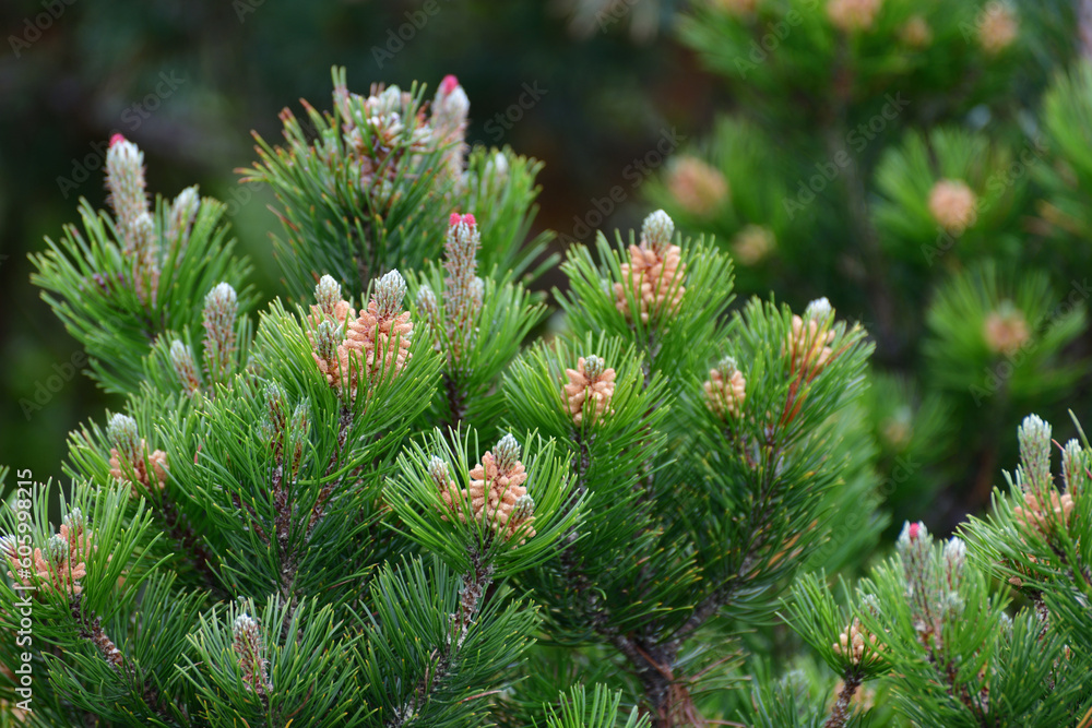Mountain pine with cones in early spring Mountain pine with cones in early spring