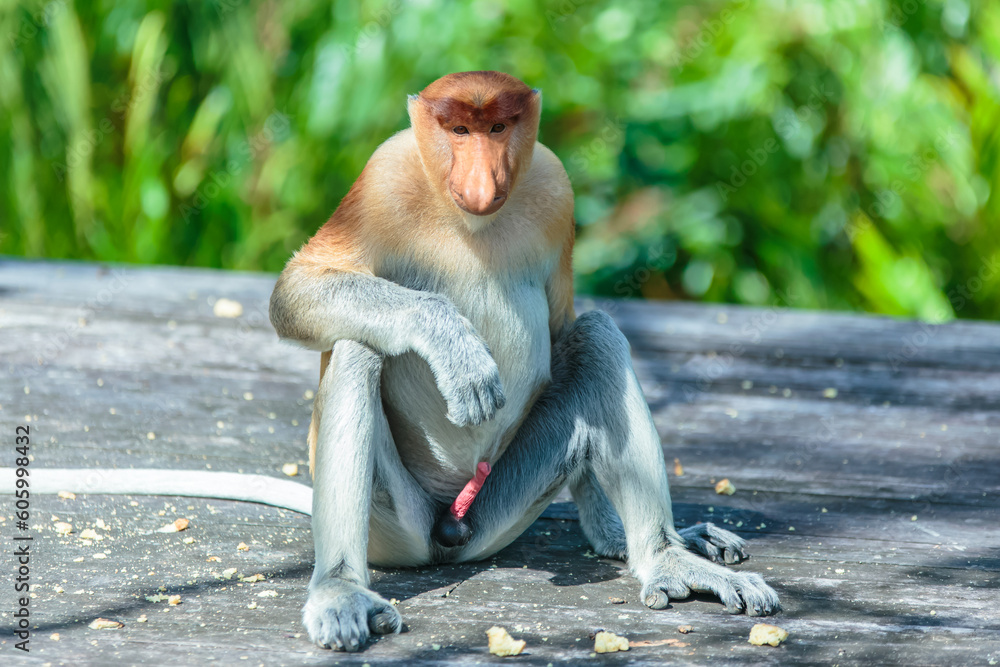 The proboscis monkey (Nasalis larvatus) or long-nosed monkey is a reddish-brown arboreal Old World monkey with an unusually large nose. It is endemic to the southeast Asian island of Borneo.