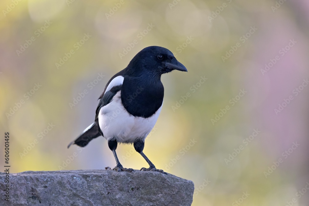 Closeup of Magpie bird standing on a rock against bokeh background Closeup of Magpie bird standing on a rock against bokeh background