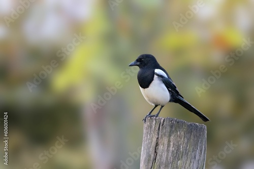 Closeup of Magpie bird standing alone on a wood pole against blur background