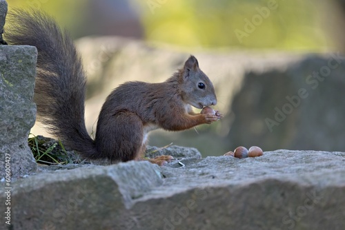 Closeup of squirrel sitting and eating nuts against blur background © Andreas Furil1/Wirestock Creators