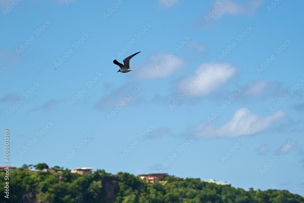 Φωτογραφία Beautiful shot of a bird flying over seawater near a rocky shore