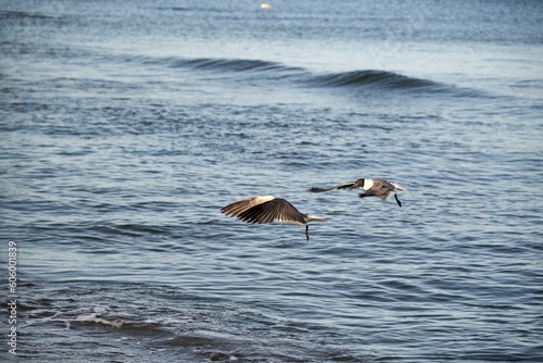 Beautiful shot of a pair of aquatic birds flying over blue seawater