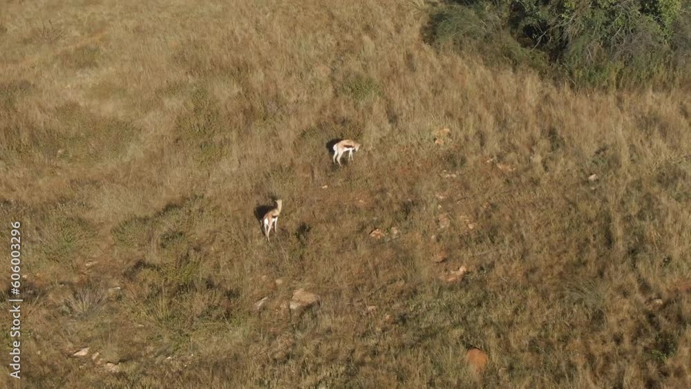 Drone shot of Two Springbok antelope grazing on dry grass plains with the sunshine Drone shot of Two Springbok antelope grazing on dry grass plains with the sunshine
