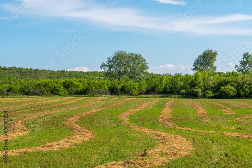 A mowed meadow with rows of hay. Wavy lines of fresh green grass and cut dry grass in local field  green forest and blue sky in background.