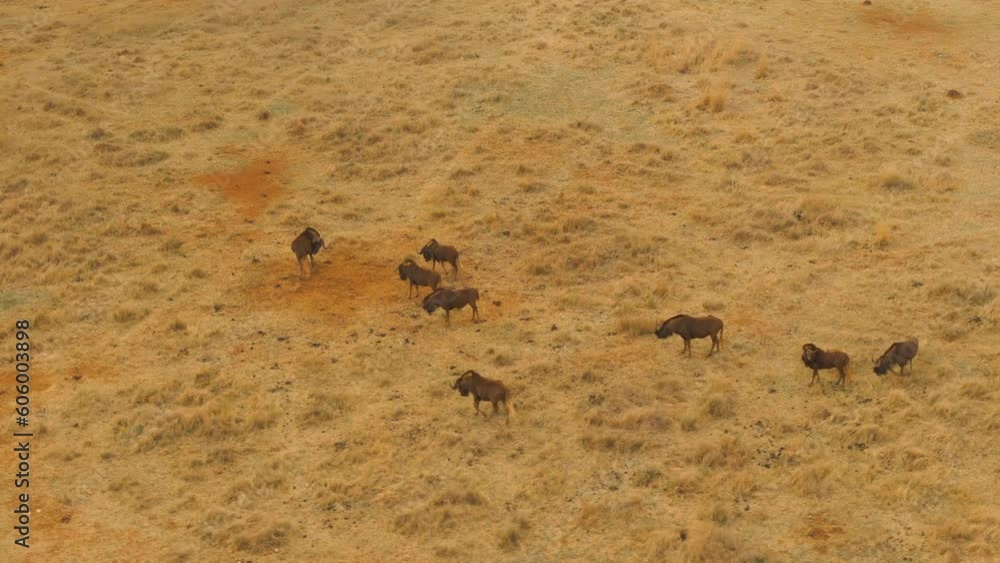 Drone view of wildebeests walking around the dry grass Drone view of wildebeests walking around the dry grass