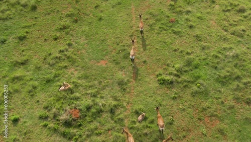 Drone shot over a herd of Nyala antelope group in the green wild field
