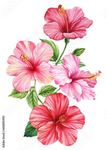 Exotic flower. Hibiscus flower isolated white background, botanical illustration, flora watercolor. Tropical roses