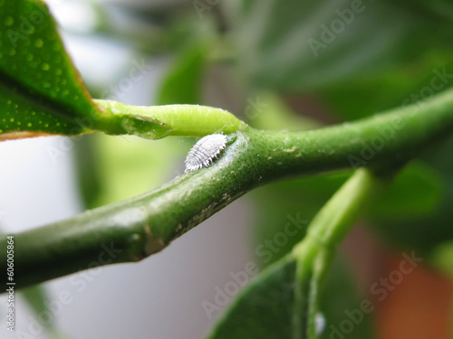 Mealybug pest on lemon plant © tmass