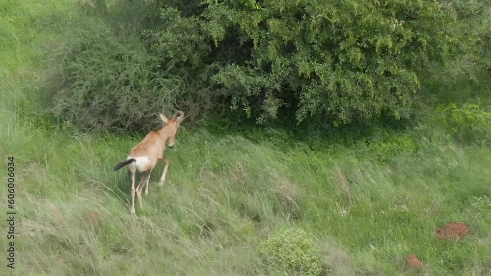 Drone view of a lone Nyala antelope grazing on an African savannah Drone view of a lone Nyala antelope grazing on an African savannah