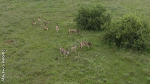 Drone footage of zebras herd grazing on grass savannah  plain with bushes