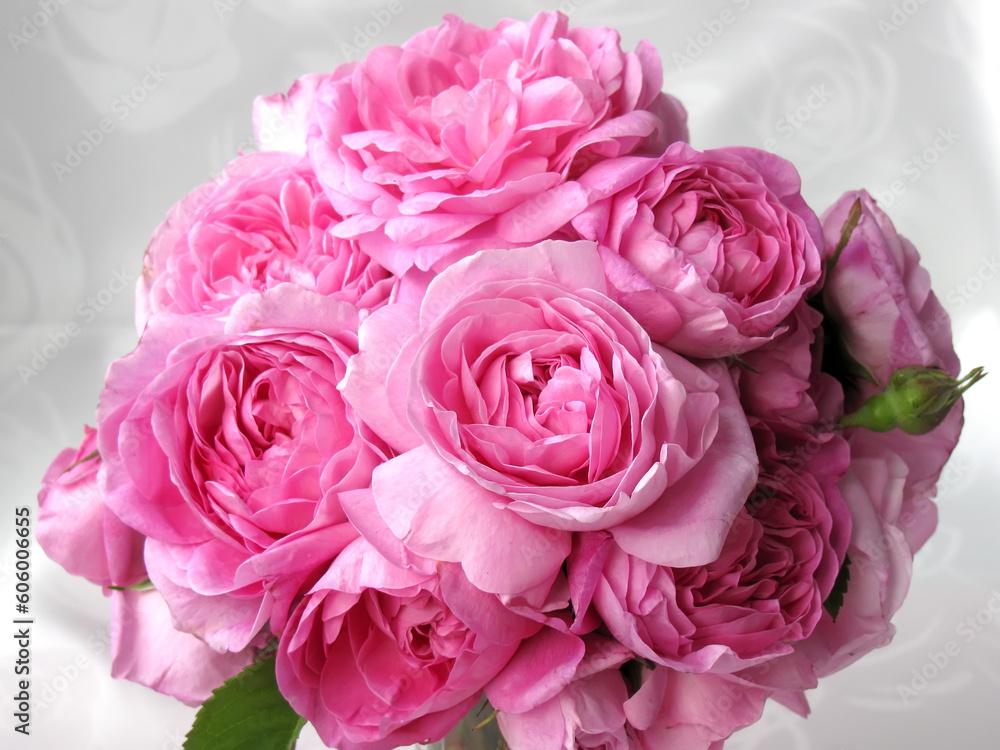 Damask rose Damask rose