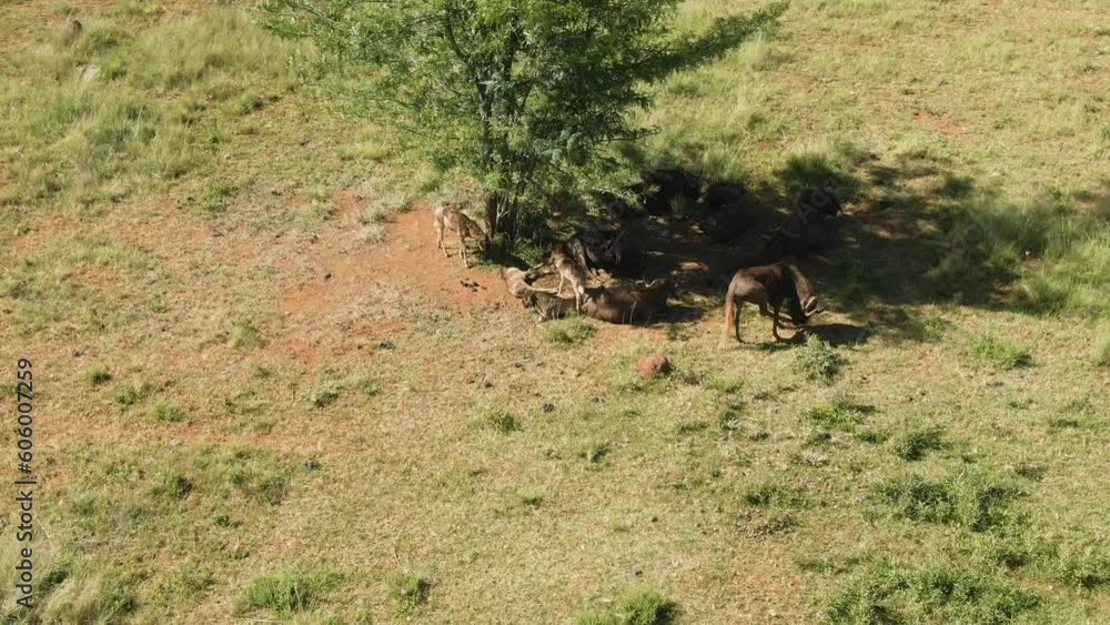 Drone view over horses grazing on a green field in the African savannah Drone view over horses grazing on a green field in the African savannah